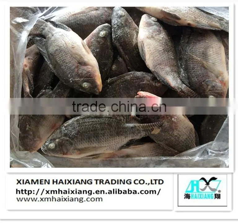 Frozen hard tail scad fish