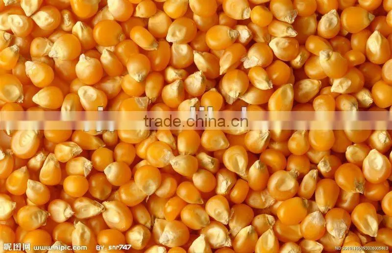 Corn thresher/ Maize thresher/corn threshing machine