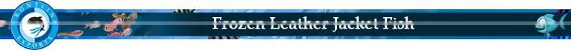 Frozen Leather Jacket Fish Whole Round