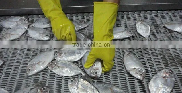 frozen butter fish whole round