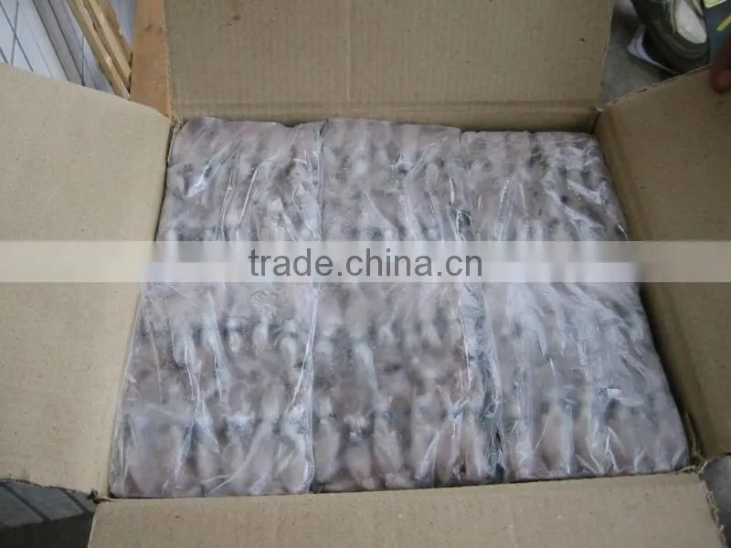Frozen Bulk Squid (puntilla calamar)