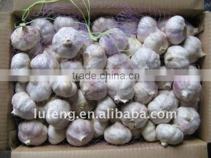 Fresh Garlic