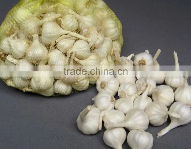 Fresh garlic