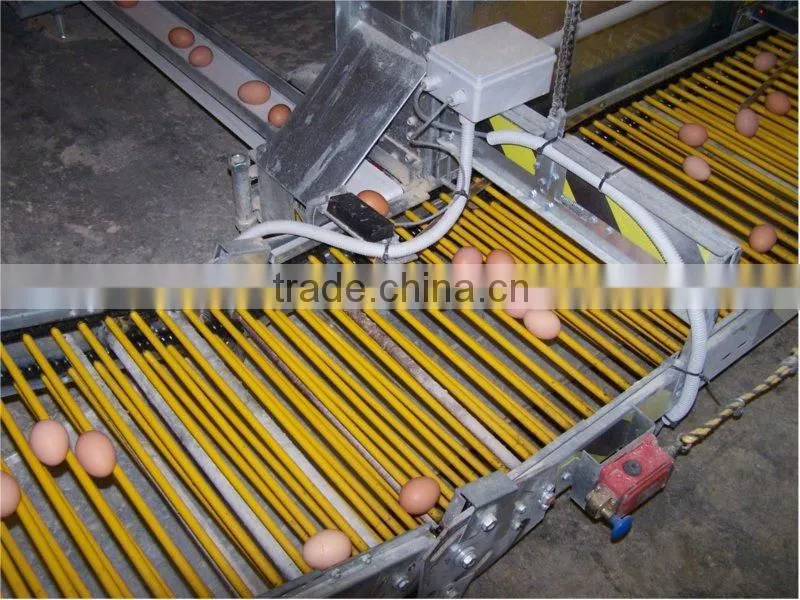 Ladder Type Automatic pullet Chicken Brooding Cage For Sales For Nigeria Farm