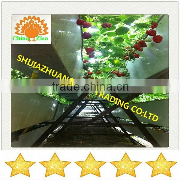 HDPE greenhouse growing tray and grow box