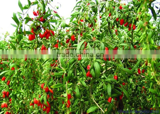 100% natural goji berry Chinese berry goji ningxia wolfberry