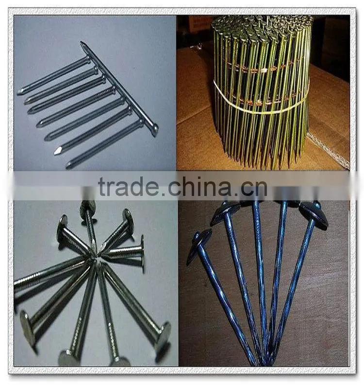 common nail/ common wire nail/common iron nails