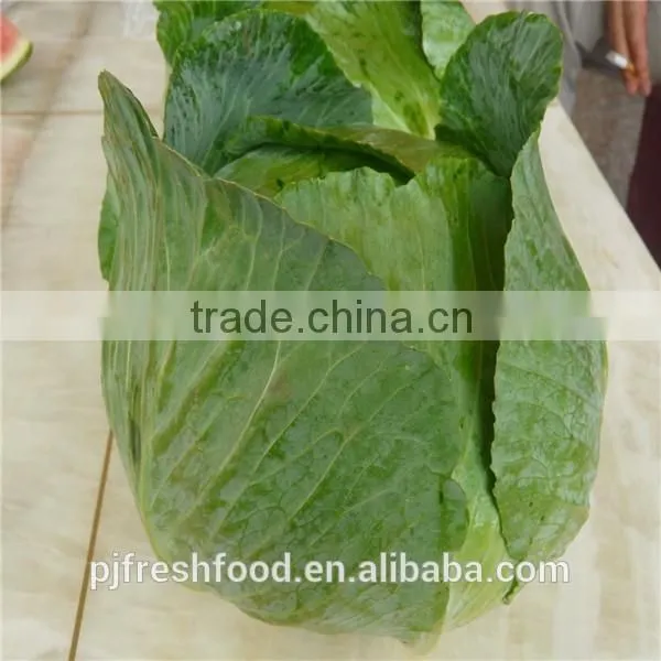 Hot sale Chinese Big White long Cabbage