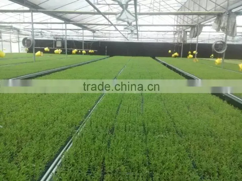 China Hot Selling PS Material Blister Process Plastic Vegetable Nursery Seed Sprouting Tray for Propagation