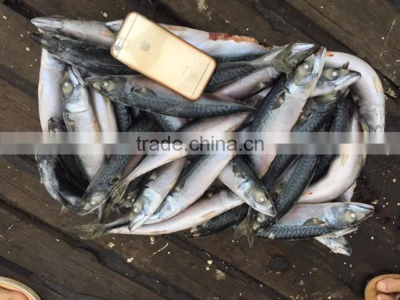 New product pacific mackerel fish with high quality