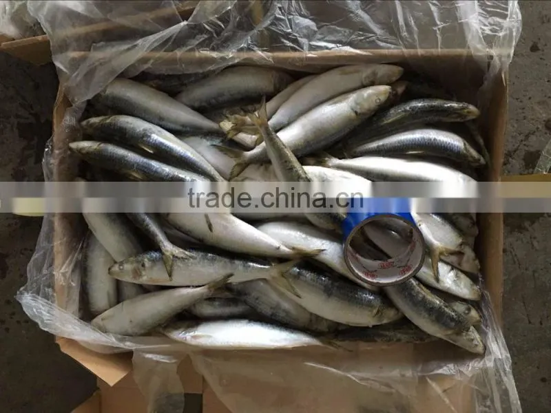 Sardine bait