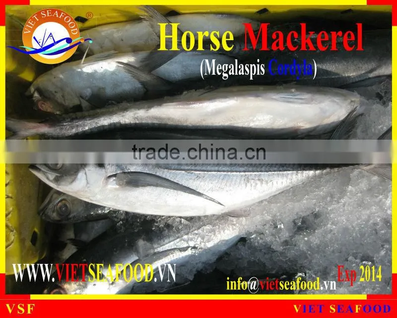 FROZEN W/R HORSE MACKEREL