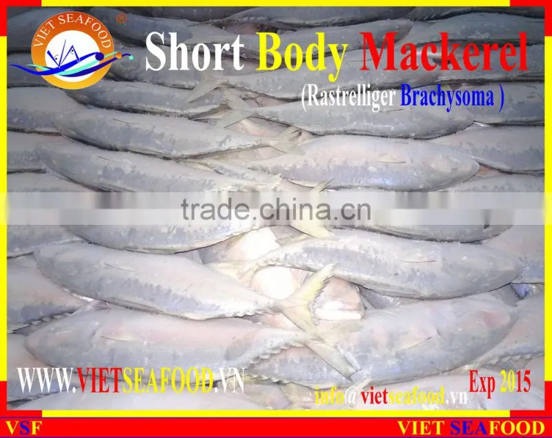 FROZEN SHORT BODY MACKEREL WHOLE ROUND
