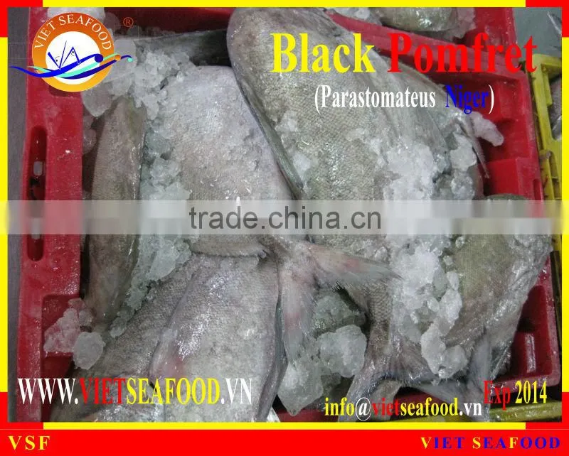 W/R FROZEN BLACK POMFRET