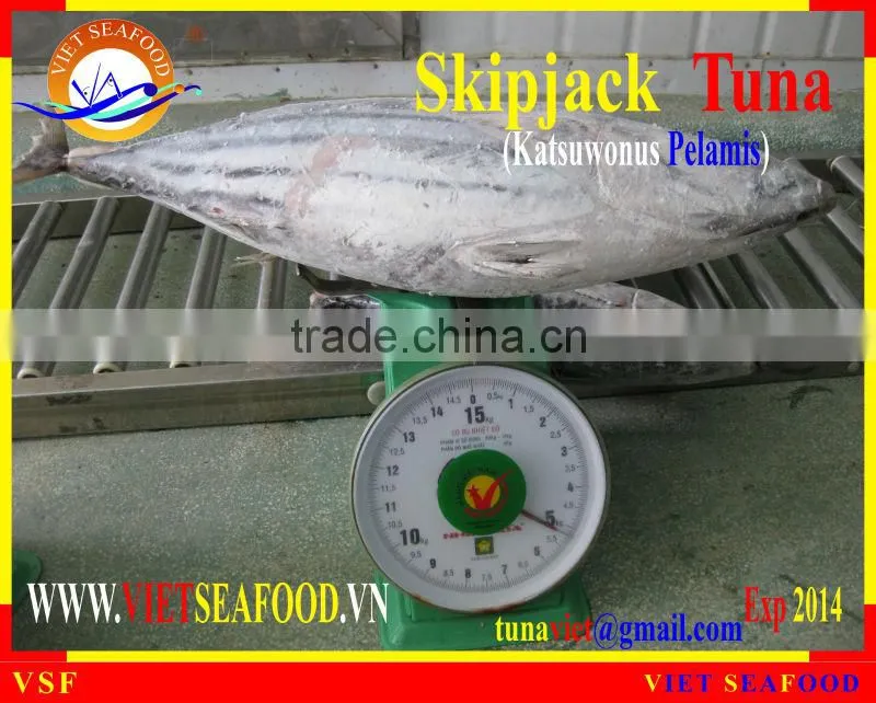 FROZEN SKIPJACK TUNA W/R