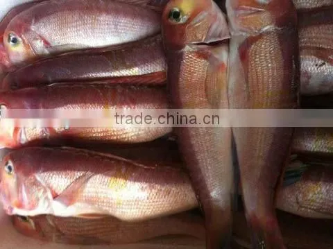 Frozen red horsehead fish
