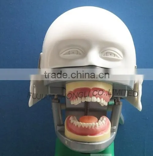 dental manikin phantom head/Dental Training Head Simulator Manikin with Torso for student