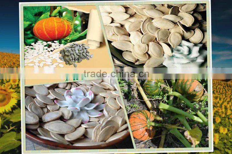 Snow white Pumpkin Seeds Kernels