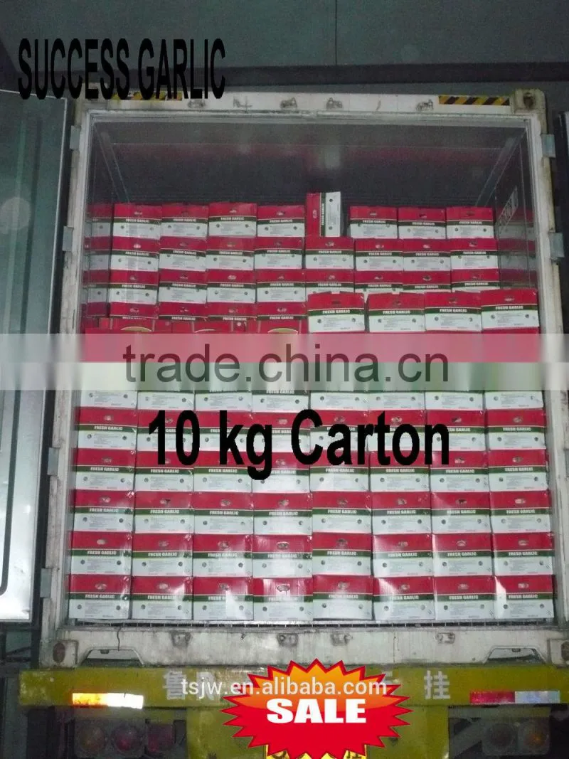 chinese normal garlic