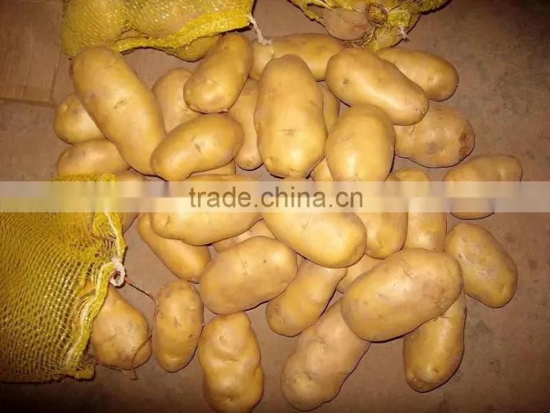 supply fresh vegetables ,high quality fresh potatoes for sale