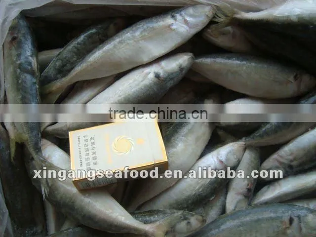 blue scad