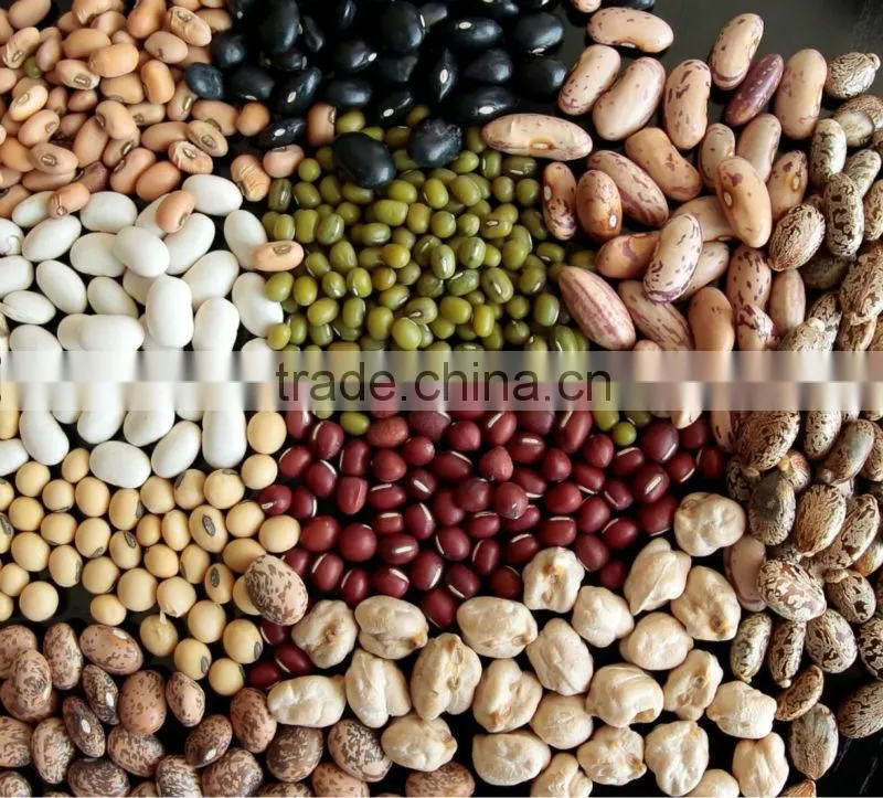 chinese Beans 2014 new crop;