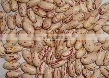 Light Speckled Kidney Beans 2010 round