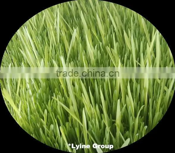barley wheat rice sprouting seed trays,nursery tray for sprout