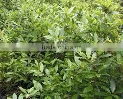 Bay Leaf oil (Cinnamomum tamala)