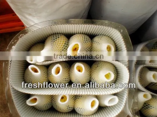 Export China rose of china beauty supply