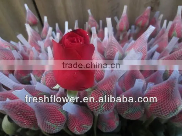 wholesale fresh big red rose flower