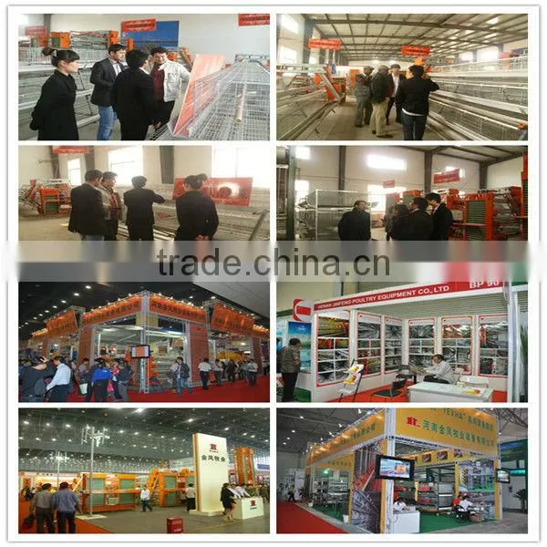 layer chicken poultry house
