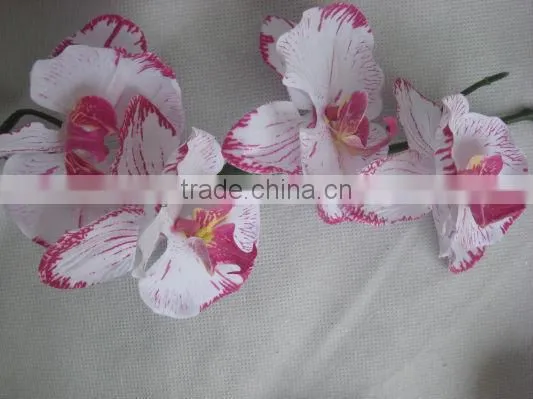 Orchid Flower