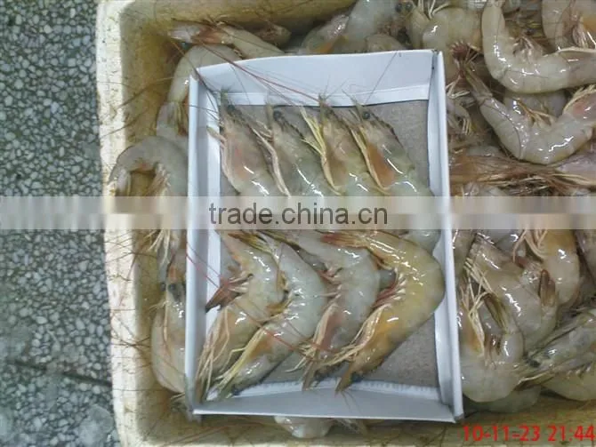 assured quality frozen Vannamei shrimp from China competitive price