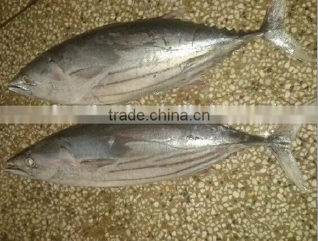 Frozen Skipjack Tuna