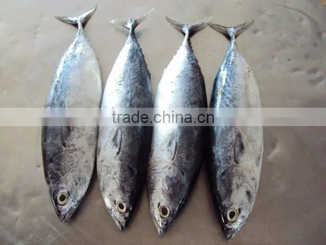 Frozen bonito