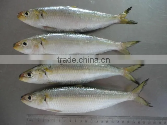 fresh frozen sardine for bait
