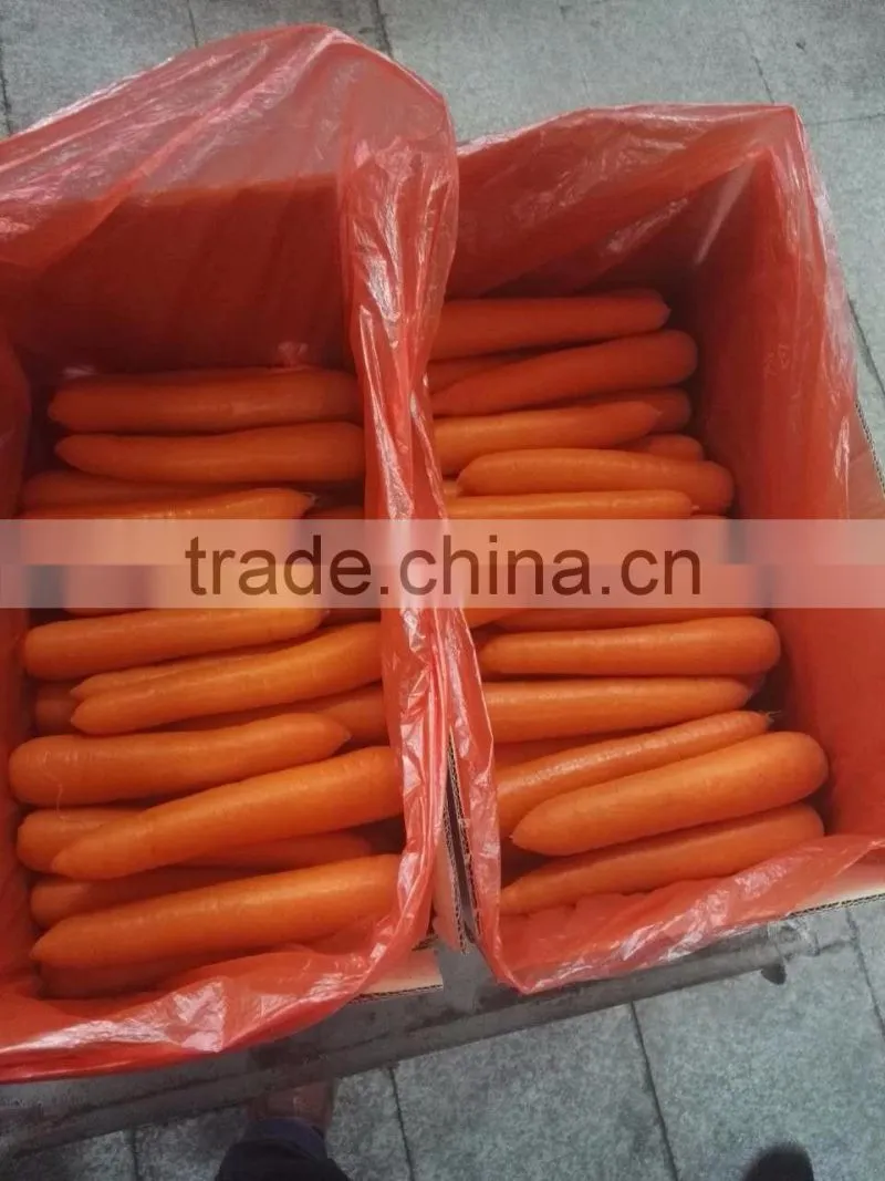 Carrot Type and Umbelliferous Vegetabless Product Type fresh carrots export from China