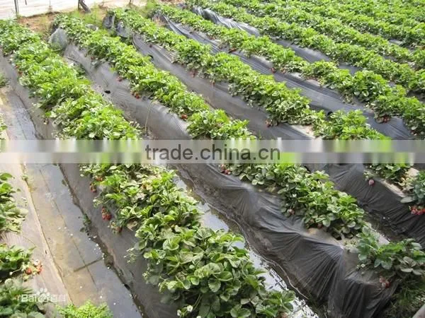 Mulch film for plant