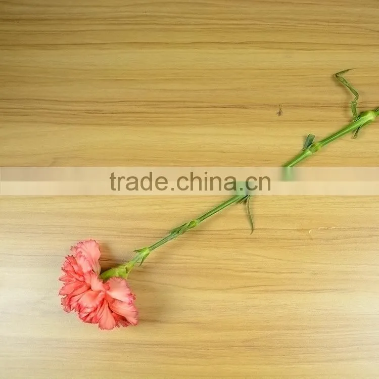 Popular Flame Orange natural cut carnation flowers