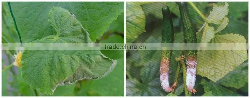 FAQ 3--How To Use Potassium Humate Fulvic Fertilizer To Solve The Problem Of Cucumber Wilt ?