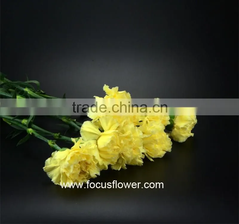 Fresh Cut Flower Importers Fresh Flowers Carnations From Kunming Yellow Wholesale Carnation Flowers