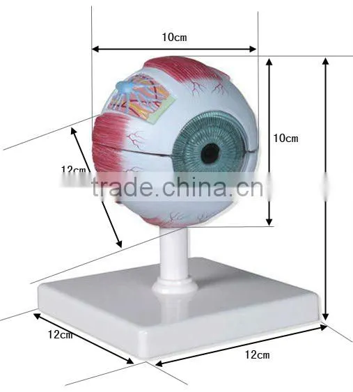 V-AM001 Eyeball Model(anatomical model,medical model)