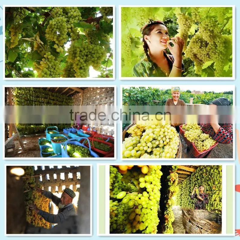 hot sell dried sultana raisin seedless grape