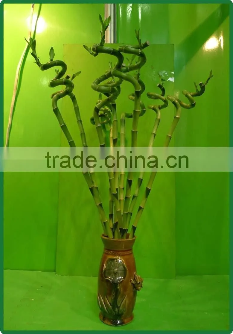 60cm spiral lucky bamboo air bonsai tree dracaena sanderiana indoor ornamental water aquatic plants garden decoration