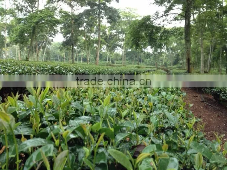 Vietnam high quality Black tea