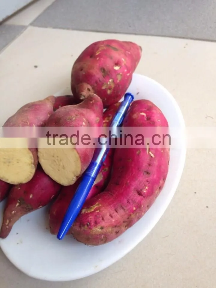 FRESH SWEET POTATO EXPORT IN VIET NAM