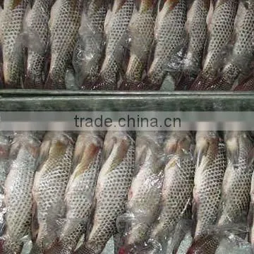 Low price China Export Frozen Whole Round Black Tilapia