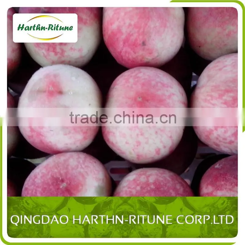 apple fruit red fuji apple