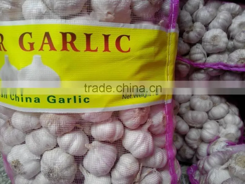 Fresh Style White Garlic from Cold Storage